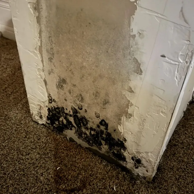 Professional Mold Removal in Canton, MI